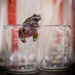 frog escaping beaker