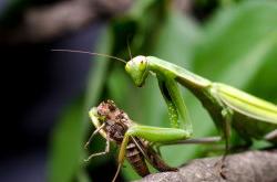 Grasshopper holding an insect