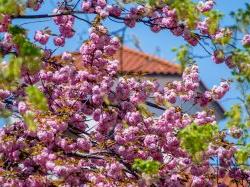 春天在树上开花