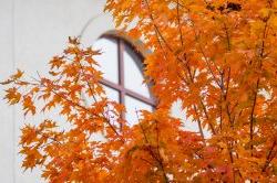 秋天的树，树叶变色，后面有一扇窗.