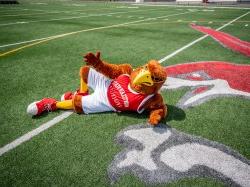 Rocky the Red Hawk laying down on the football field