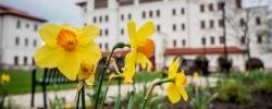 Picture of spring daffodils on campus.